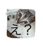 猫スタンプろー＆シャロン（個別スタンプ：9）