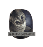猫スタンプろー＆シャロン（個別スタンプ：13）