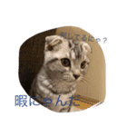 猫スタンプろー＆シャロン（個別スタンプ：14）