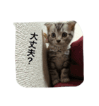 猫スタンプろー＆シャロン（個別スタンプ：15）