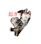 猫スタンプろー＆シャロン（個別スタンプ：16）