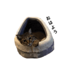 everyday,mush（個別スタンプ：1）