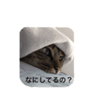 everyday,mush（個別スタンプ：2）