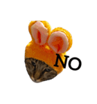 everyday,mush（個別スタンプ：4）