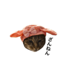 everyday,mush（個別スタンプ：6）