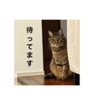 everyday,mush（個別スタンプ：9）