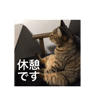 everyday,mush（個別スタンプ：16）