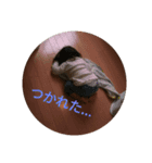 ir0hasan（個別スタンプ：2）