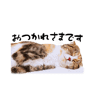 猫まる（個別スタンプ：1）