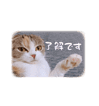 猫まる（個別スタンプ：2）