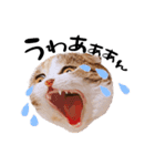 猫まる（個別スタンプ：3）