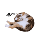 猫まる（個別スタンプ：4）