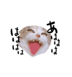 猫まる（個別スタンプ：6）