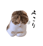 猫まる（個別スタンプ：7）