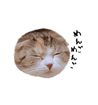 猫まる（個別スタンプ：8）