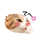 猫まる（個別スタンプ：9）