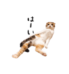 猫まる（個別スタンプ：11）