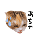 猫まる（個別スタンプ：12）