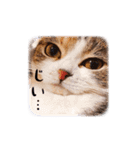 猫まる（個別スタンプ：13）