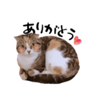 猫まる（個別スタンプ：14）