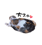 猫まる（個別スタンプ：15）