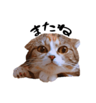 猫まる（個別スタンプ：16）