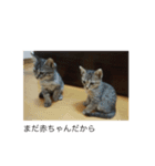 twin cats name T ＆ J（個別スタンプ：7）