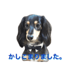 ダックス犬  温玉（個別スタンプ：4）