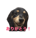 ダックス犬  温玉（個別スタンプ：5）