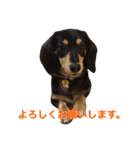 ダックス犬  温玉（個別スタンプ：7）