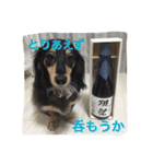 ダックス犬  温玉（個別スタンプ：18）