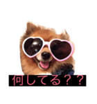 ぽんちゃんシリーズ（個別スタンプ：1）