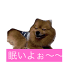 ぽんちゃんシリーズ（個別スタンプ：2）