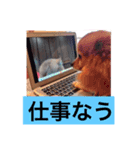 ぽんちゃんシリーズ（個別スタンプ：3）