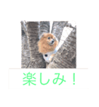 ぽんちゃんシリーズ（個別スタンプ：4）