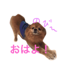 ぽんちゃんシリーズ（個別スタンプ：6）