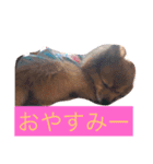 ぽんちゃんシリーズ（個別スタンプ：7）