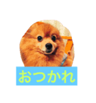 ぽんちゃんシリーズ（個別スタンプ：8）