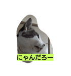 catdogNani（個別スタンプ：1）