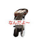 catdogNani（個別スタンプ：5）