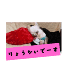 IlovePrettychihuahua（個別スタンプ：1）