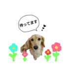 愛犬もにか（個別スタンプ：1）