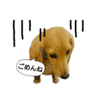 愛犬もにか（個別スタンプ：2）