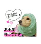 愛犬もにか（個別スタンプ：4）