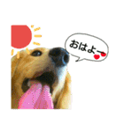 愛犬もにか（個別スタンプ：5）