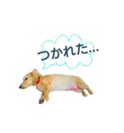 愛犬もにか（個別スタンプ：12）