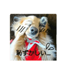 愛犬もにか（個別スタンプ：15）