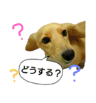 愛犬もにか（個別スタンプ：16）