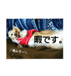 愛犬もにか（個別スタンプ：17）