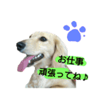 愛犬もにか（個別スタンプ：19）